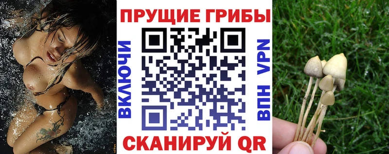 Купить закладки  Куртамыш  Галлюциногенные грибы Magic Shrooms 